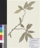 藏品(石苓舅)的圖片